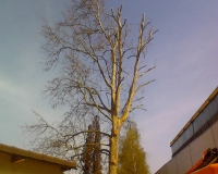 obrezovanje-na-visini.jpg