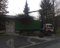 obzagovanje-drevja.jpg