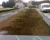 zasaditev-in-ureditev-.jpg